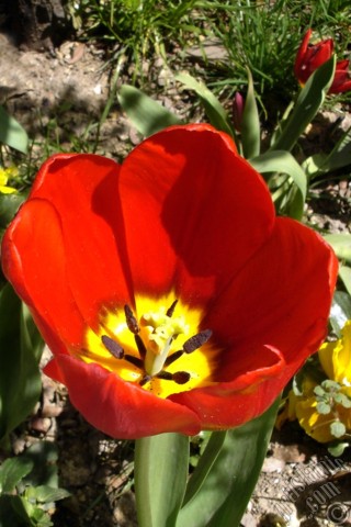 A mobile wallpaper and MMS picture for Apple iPhone 7s, 6s, 5s, 4s, Plus, iPods, iPads, New iPads, Samsung Galaxy S Series and Notes, Sony Ericsson Xperia, LG Mobile Phones, Tablets and Devices: Red Turkish-Ottoman Tulip photo.
