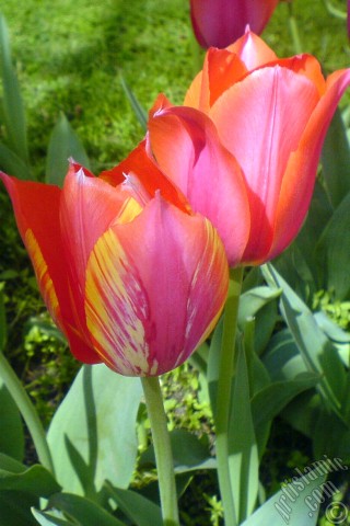 A mobile wallpaper and MMS picture for Apple iPhone 7s, 6s, 5s, 4s, Plus, iPods, iPads, New iPads, Samsung Galaxy S Series and Notes, Sony Ericsson Xperia, LG Mobile Phones, Tablets and Devices: Red-yellow color Turkish-Ottoman Tulip photo.
