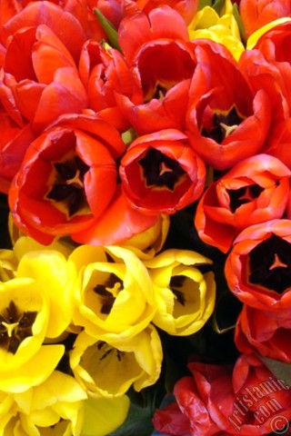 A mobile wallpaper and MMS picture for Apple iPhone 7s, 6s, 5s, 4s, Plus, iPods, iPads, New iPads, Samsung Galaxy S Series and Notes, Sony Ericsson Xperia, LG Mobile Phones, Tablets and Devices: Red-yellow color Turkish-Ottoman Tulip photo.
