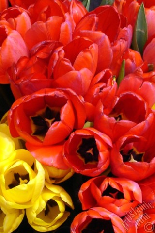 A mobile wallpaper and MMS picture for Apple iPhone 7s, 6s, 5s, 4s, Plus, iPods, iPads, New iPads, Samsung Galaxy S Series and Notes, Sony Ericsson Xperia, LG Mobile Phones, Tablets and Devices: Red-yellow color Turkish-Ottoman Tulip photo.
