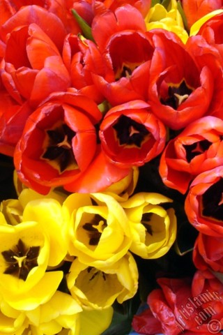 A mobile wallpaper and MMS picture for Apple iPhone 7s, 6s, 5s, 4s, Plus, iPods, iPads, New iPads, Samsung Galaxy S Series and Notes, Sony Ericsson Xperia, LG Mobile Phones, Tablets and Devices: Red-yellow color Turkish-Ottoman Tulip photo.
