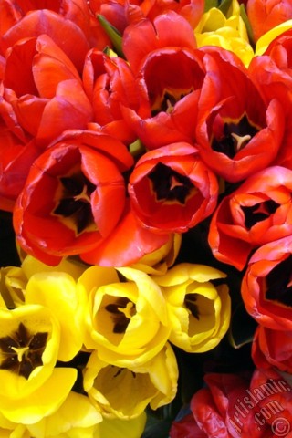 A mobile wallpaper and MMS picture for Apple iPhone 7s, 6s, 5s, 4s, Plus, iPods, iPads, New iPads, Samsung Galaxy S Series and Notes, Sony Ericsson Xperia, LG Mobile Phones, Tablets and Devices: Red-yellow color Turkish-Ottoman Tulip photo.
