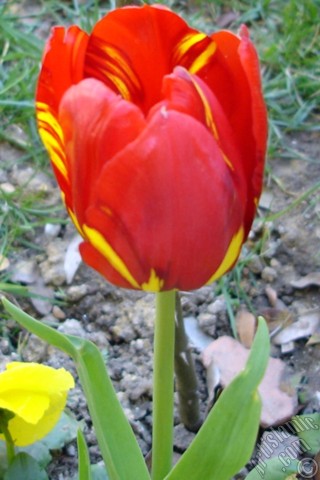 A mobile wallpaper and MMS picture for Apple iPhone 7s, 6s, 5s, 4s, Plus, iPods, iPads, New iPads, Samsung Galaxy S Series and Notes, Sony Ericsson Xperia, LG Mobile Phones, Tablets and Devices: Red-yellow color Turkish-Ottoman Tulip photo.
