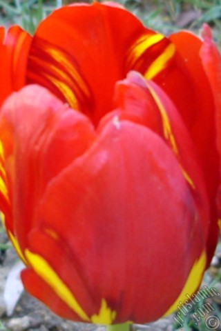 A mobile wallpaper and MMS picture for Apple iPhone 7s, 6s, 5s, 4s, Plus, iPods, iPads, New iPads, Samsung Galaxy S Series and Notes, Sony Ericsson Xperia, LG Mobile Phones, Tablets and Devices: Red-yellow color Turkish-Ottoman Tulip photo.
