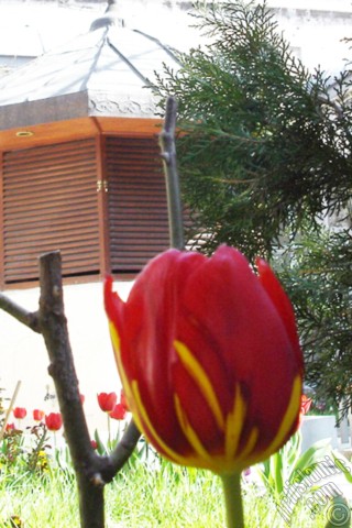 A mobile wallpaper and MMS picture for Apple iPhone 7s, 6s, 5s, 4s, Plus, iPods, iPads, New iPads, Samsung Galaxy S Series and Notes, Sony Ericsson Xperia, LG Mobile Phones, Tablets and Devices: Red-yellow color Turkish-Ottoman Tulip photo.
