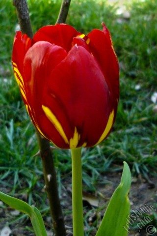 A mobile wallpaper and MMS picture for Apple iPhone 7s, 6s, 5s, 4s, Plus, iPods, iPads, New iPads, Samsung Galaxy S Series and Notes, Sony Ericsson Xperia, LG Mobile Phones, Tablets and Devices: Red-yellow color Turkish-Ottoman Tulip photo.
