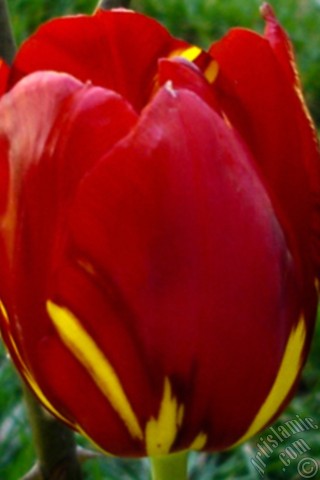 A mobile wallpaper and MMS picture for Apple iPhone 7s, 6s, 5s, 4s, Plus, iPods, iPads, New iPads, Samsung Galaxy S Series and Notes, Sony Ericsson Xperia, LG Mobile Phones, Tablets and Devices: Red-yellow color Turkish-Ottoman Tulip photo.
