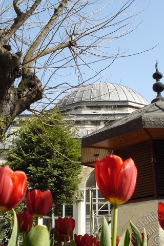 A mobile wallpaper and MMS picture for Apple iPhone 7s, 6s, 5s, 4s, Plus, iPods, iPads, New iPads, Samsung Galaxy S Series and Notes, Sony Ericsson Xperia, LG Mobile Phones, Tablets and Devices: Red-yellow color Turkish-Ottoman Tulip photo.
