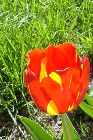 A mobile wallpaper and MMS picture for Apple iPhone 7s, 6s, 5s, 4s, Plus, iPods, iPads, New iPads, Samsung Galaxy S Series and Notes, Sony Ericsson Xperia, LG Mobile Phones, Tablets and Devices: Red-yellow color Turkish-Ottoman Tulip photo.
