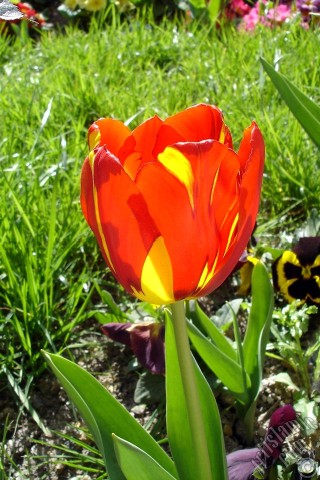 A mobile wallpaper and MMS picture for Apple iPhone 7s, 6s, 5s, 4s, Plus, iPods, iPads, New iPads, Samsung Galaxy S Series and Notes, Sony Ericsson Xperia, LG Mobile Phones, Tablets and Devices: Red-yellow color Turkish-Ottoman Tulip photo.
