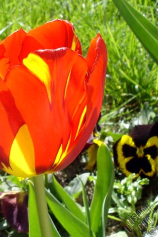 A mobile wallpaper and MMS picture for Apple iPhone 7s, 6s, 5s, 4s, Plus, iPods, iPads, New iPads, Samsung Galaxy S Series and Notes, Sony Ericsson Xperia, LG Mobile Phones, Tablets and Devices: Red-yellow color Turkish-Ottoman Tulip photo.
