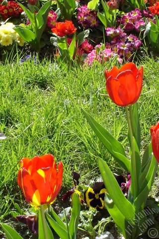 A mobile wallpaper and MMS picture for Apple iPhone 7s, 6s, 5s, 4s, Plus, iPods, iPads, New iPads, Samsung Galaxy S Series and Notes, Sony Ericsson Xperia, LG Mobile Phones, Tablets and Devices: Red-yellow color Turkish-Ottoman Tulip photo.
