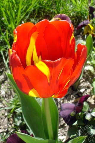 A mobile wallpaper and MMS picture for Apple iPhone 7s, 6s, 5s, 4s, Plus, iPods, iPads, New iPads, Samsung Galaxy S Series and Notes, Sony Ericsson Xperia, LG Mobile Phones, Tablets and Devices: Red-yellow color Turkish-Ottoman Tulip photo.
