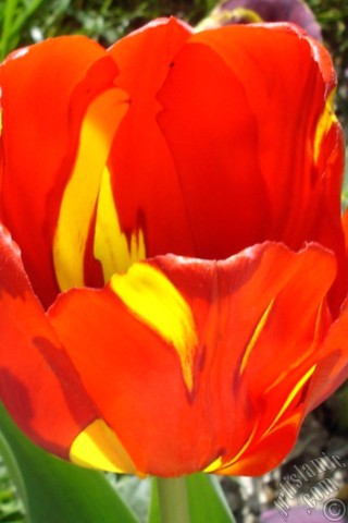 A mobile wallpaper and MMS picture for Apple iPhone 7s, 6s, 5s, 4s, Plus, iPods, iPads, New iPads, Samsung Galaxy S Series and Notes, Sony Ericsson Xperia, LG Mobile Phones, Tablets and Devices: Red-yellow color Turkish-Ottoman Tulip photo.
