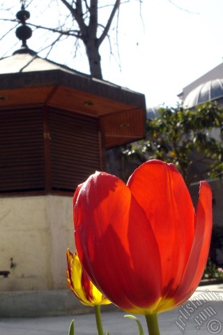 A mobile wallpaper and MMS picture for Apple iPhone 7s, 6s, 5s, 4s, Plus, iPods, iPads, New iPads, Samsung Galaxy S Series and Notes, Sony Ericsson Xperia, LG Mobile Phones, Tablets and Devices: Red-yellow color Turkish-Ottoman Tulip photo.
