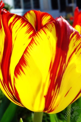 A mobile wallpaper and MMS picture for Apple iPhone 7s, 6s, 5s, 4s, Plus, iPods, iPads, New iPads, Samsung Galaxy S Series and Notes, Sony Ericsson Xperia, LG Mobile Phones, Tablets and Devices: Red-yellow color Turkish-Ottoman Tulip photo.
