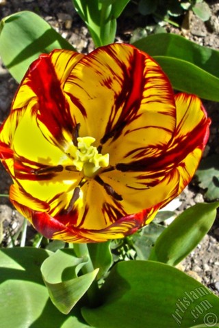 A mobile wallpaper and MMS picture for Apple iPhone 7s, 6s, 5s, 4s, Plus, iPods, iPads, New iPads, Samsung Galaxy S Series and Notes, Sony Ericsson Xperia, LG Mobile Phones, Tablets and Devices: Red-yellow color Turkish-Ottoman Tulip photo.
