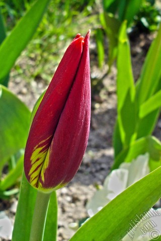 A mobile wallpaper and MMS picture for Apple iPhone 7s, 6s, 5s, 4s, Plus, iPods, iPads, New iPads, Samsung Galaxy S Series and Notes, Sony Ericsson Xperia, LG Mobile Phones, Tablets and Devices: Red-yellow color Turkish-Ottoman Tulip photo.
