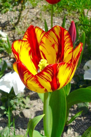 A mobile wallpaper and MMS picture for Apple iPhone 7s, 6s, 5s, 4s, Plus, iPods, iPads, New iPads, Samsung Galaxy S Series and Notes, Sony Ericsson Xperia, LG Mobile Phones, Tablets and Devices: Red-yellow color Turkish-Ottoman Tulip photo.
