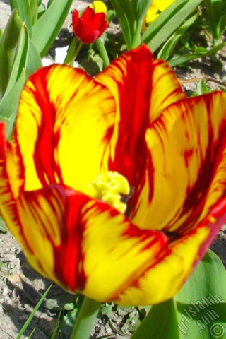 A mobile wallpaper and MMS picture for Apple iPhone 7s, 6s, 5s, 4s, Plus, iPods, iPads, New iPads, Samsung Galaxy S Series and Notes, Sony Ericsson Xperia, LG Mobile Phones, Tablets and Devices: Red-yellow color Turkish-Ottoman Tulip photo.
