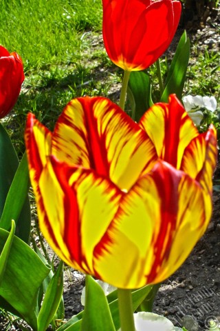 A mobile wallpaper and MMS picture for Apple iPhone 7s, 6s, 5s, 4s, Plus, iPods, iPads, New iPads, Samsung Galaxy S Series and Notes, Sony Ericsson Xperia, LG Mobile Phones, Tablets and Devices: Red-yellow color Turkish-Ottoman Tulip photo.
