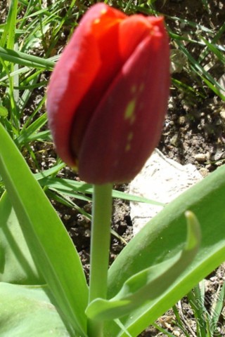 A mobile wallpaper and MMS picture for Apple iPhone 7s, 6s, 5s, 4s, Plus, iPods, iPads, New iPads, Samsung Galaxy S Series and Notes, Sony Ericsson Xperia, LG Mobile Phones, Tablets and Devices: Red-yellow color Turkish-Ottoman Tulip photo.
