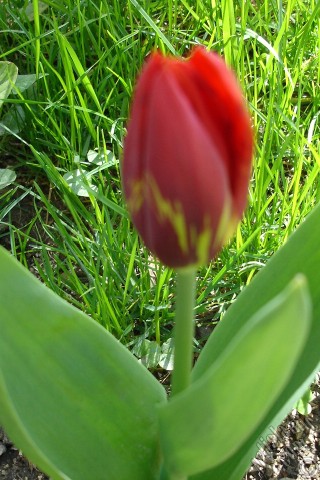 A mobile wallpaper and MMS picture for Apple iPhone 7s, 6s, 5s, 4s, Plus, iPods, iPads, New iPads, Samsung Galaxy S Series and Notes, Sony Ericsson Xperia, LG Mobile Phones, Tablets and Devices: Red-yellow color Turkish-Ottoman Tulip photo.
