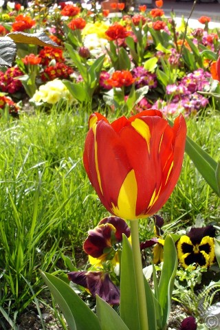 A mobile wallpaper and MMS picture for Apple iPhone 7s, 6s, 5s, 4s, Plus, iPods, iPads, New iPads, Samsung Galaxy S Series and Notes, Sony Ericsson Xperia, LG Mobile Phones, Tablets and Devices: Red-yellow color Turkish-Ottoman Tulip photo.
