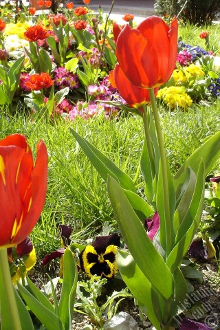 A mobile wallpaper and MMS picture for Apple iPhone 7s, 6s, 5s, 4s, Plus, iPods, iPads, New iPads, Samsung Galaxy S Series and Notes, Sony Ericsson Xperia, LG Mobile Phones, Tablets and Devices: Red-yellow color Turkish-Ottoman Tulip photo.
