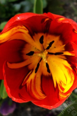 A mobile wallpaper and MMS picture for Apple iPhone 7s, 6s, 5s, 4s, Plus, iPods, iPads, New iPads, Samsung Galaxy S Series and Notes, Sony Ericsson Xperia, LG Mobile Phones, Tablets and Devices: Red-yellow color Turkish-Ottoman Tulip photo.
