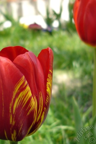 A mobile wallpaper and MMS picture for Apple iPhone 7s, 6s, 5s, 4s, Plus, iPods, iPads, New iPads, Samsung Galaxy S Series and Notes, Sony Ericsson Xperia, LG Mobile Phones, Tablets and Devices: Red-yellow color Turkish-Ottoman Tulip photo.
