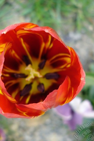 A mobile wallpaper and MMS picture for Apple iPhone 7s, 6s, 5s, 4s, Plus, iPods, iPads, New iPads, Samsung Galaxy S Series and Notes, Sony Ericsson Xperia, LG Mobile Phones, Tablets and Devices: Red-yellow color Turkish-Ottoman Tulip photo.
