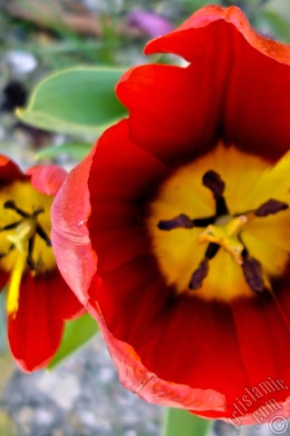 A mobile wallpaper and MMS picture for Apple iPhone 7s, 6s, 5s, 4s, Plus, iPods, iPads, New iPads, Samsung Galaxy S Series and Notes, Sony Ericsson Xperia, LG Mobile Phones, Tablets and Devices: Red-yellow color Turkish-Ottoman Tulip photo.
