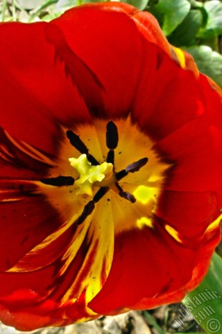A mobile wallpaper and MMS picture for Apple iPhone 7s, 6s, 5s, 4s, Plus, iPods, iPads, New iPads, Samsung Galaxy S Series and Notes, Sony Ericsson Xperia, LG Mobile Phones, Tablets and Devices: Red-yellow color Turkish-Ottoman Tulip photo.
