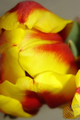 A mobile wallpaper and MMS picture for Apple iPhone 7s, 6s, 5s, 4s, Plus, iPods, iPads, New iPads, Samsung Galaxy S Series and Notes, Sony Ericsson Xperia, LG Mobile Phones, Tablets and Devices: Red-yellow color Turkish-Ottoman Tulip photo.
