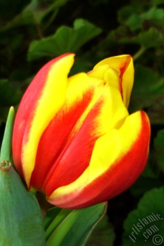 A mobile wallpaper and MMS picture for Apple iPhone 7s, 6s, 5s, 4s, Plus, iPods, iPads, New iPads, Samsung Galaxy S Series and Notes, Sony Ericsson Xperia, LG Mobile Phones, Tablets and Devices: Red-yellow color Turkish-Ottoman Tulip photo.
