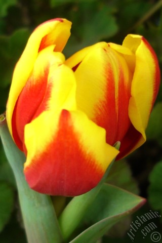 A mobile wallpaper and MMS picture for Apple iPhone 7s, 6s, 5s, 4s, Plus, iPods, iPads, New iPads, Samsung Galaxy S Series and Notes, Sony Ericsson Xperia, LG Mobile Phones, Tablets and Devices: Red-yellow color Turkish-Ottoman Tulip photo.
