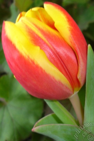 A mobile wallpaper and MMS picture for Apple iPhone 7s, 6s, 5s, 4s, Plus, iPods, iPads, New iPads, Samsung Galaxy S Series and Notes, Sony Ericsson Xperia, LG Mobile Phones, Tablets and Devices: Red-yellow color Turkish-Ottoman Tulip photo.
