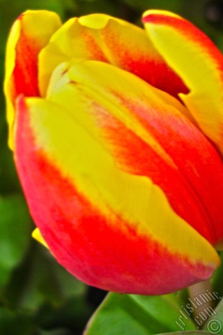 A mobile wallpaper and MMS picture for Apple iPhone 7s, 6s, 5s, 4s, Plus, iPods, iPads, New iPads, Samsung Galaxy S Series and Notes, Sony Ericsson Xperia, LG Mobile Phones, Tablets and Devices: Red-yellow color Turkish-Ottoman Tulip photo.
