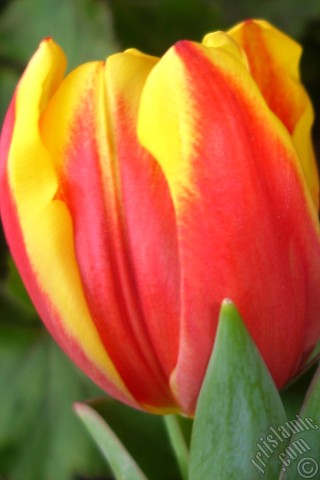 A mobile wallpaper and MMS picture for Apple iPhone 7s, 6s, 5s, 4s, Plus, iPods, iPads, New iPads, Samsung Galaxy S Series and Notes, Sony Ericsson Xperia, LG Mobile Phones, Tablets and Devices: Red-yellow color Turkish-Ottoman Tulip photo.
