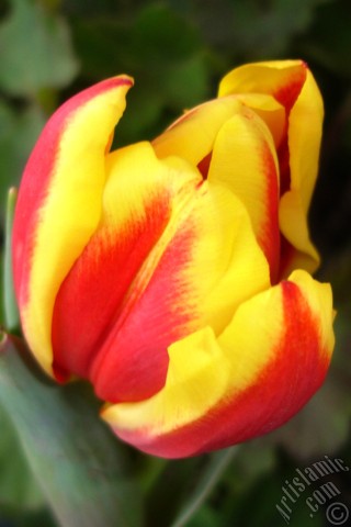 A mobile wallpaper and MMS picture for Apple iPhone 7s, 6s, 5s, 4s, Plus, iPods, iPads, New iPads, Samsung Galaxy S Series and Notes, Sony Ericsson Xperia, LG Mobile Phones, Tablets and Devices: Red-yellow color Turkish-Ottoman Tulip photo.
