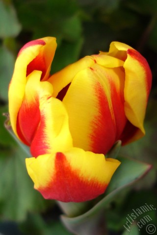 A mobile wallpaper and MMS picture for Apple iPhone 7s, 6s, 5s, 4s, Plus, iPods, iPads, New iPads, Samsung Galaxy S Series and Notes, Sony Ericsson Xperia, LG Mobile Phones, Tablets and Devices: Red-yellow color Turkish-Ottoman Tulip photo.
