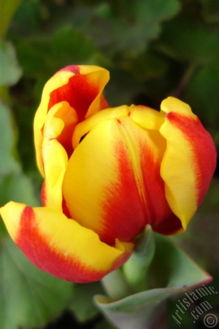 A mobile wallpaper and MMS picture for Apple iPhone 7s, 6s, 5s, 4s, Plus, iPods, iPads, New iPads, Samsung Galaxy S Series and Notes, Sony Ericsson Xperia, LG Mobile Phones, Tablets and Devices: Red-yellow color Turkish-Ottoman Tulip photo.
