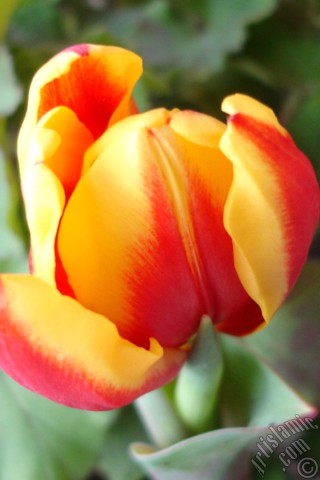 A mobile wallpaper and MMS picture for Apple iPhone 7s, 6s, 5s, 4s, Plus, iPods, iPads, New iPads, Samsung Galaxy S Series and Notes, Sony Ericsson Xperia, LG Mobile Phones, Tablets and Devices: Red-yellow color Turkish-Ottoman Tulip photo.
