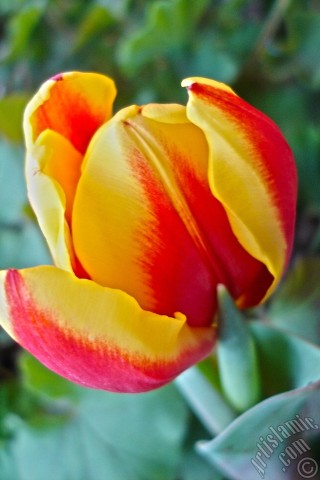 A mobile wallpaper and MMS picture for Apple iPhone 7s, 6s, 5s, 4s, Plus, iPods, iPads, New iPads, Samsung Galaxy S Series and Notes, Sony Ericsson Xperia, LG Mobile Phones, Tablets and Devices: Red-yellow color Turkish-Ottoman Tulip photo.
