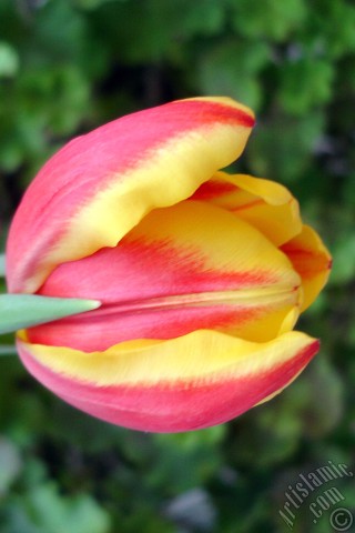 A mobile wallpaper and MMS picture for Apple iPhone 7s, 6s, 5s, 4s, Plus, iPods, iPads, New iPads, Samsung Galaxy S Series and Notes, Sony Ericsson Xperia, LG Mobile Phones, Tablets and Devices: Red-yellow color Turkish-Ottoman Tulip photo.
