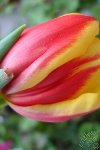 A mobile wallpaper and MMS picture for Apple iPhone 7s, 6s, 5s, 4s, Plus, iPods, iPads, New iPads, Samsung Galaxy S Series and Notes, Sony Ericsson Xperia, LG Mobile Phones, Tablets and Devices: Red-yellow color Turkish-Ottoman Tulip photo.
