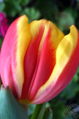 A mobile wallpaper and MMS picture for Apple iPhone 7s, 6s, 5s, 4s, Plus, iPods, iPads, New iPads, Samsung Galaxy S Series and Notes, Sony Ericsson Xperia, LG Mobile Phones, Tablets and Devices: Red-yellow color Turkish-Ottoman Tulip photo.
