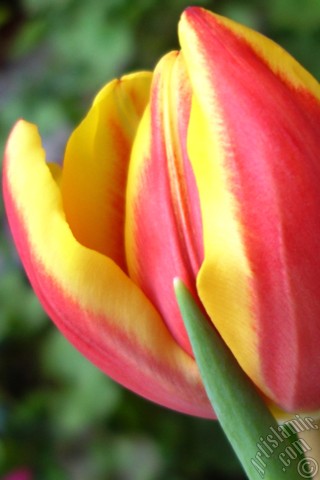 A mobile wallpaper and MMS picture for Apple iPhone 7s, 6s, 5s, 4s, Plus, iPods, iPads, New iPads, Samsung Galaxy S Series and Notes, Sony Ericsson Xperia, LG Mobile Phones, Tablets and Devices: Red-yellow color Turkish-Ottoman Tulip photo.
