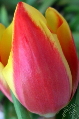 A mobile wallpaper and MMS picture for Apple iPhone 7s, 6s, 5s, 4s, Plus, iPods, iPads, New iPads, Samsung Galaxy S Series and Notes, Sony Ericsson Xperia, LG Mobile Phones, Tablets and Devices: Red-yellow color Turkish-Ottoman Tulip photo.
